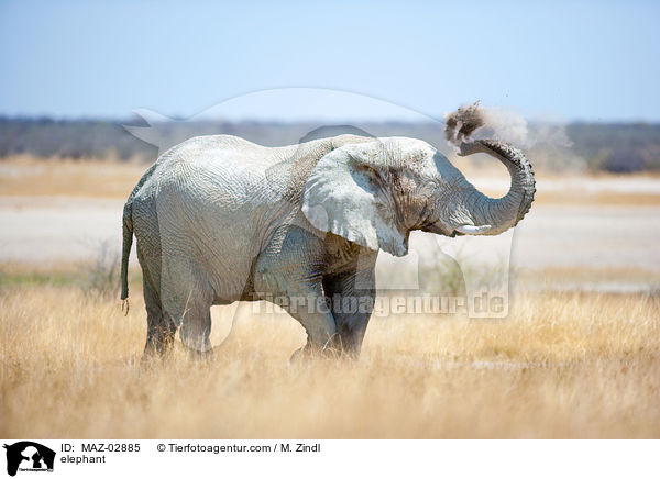 Afrikanischer Elefant / elephant / MAZ-02885