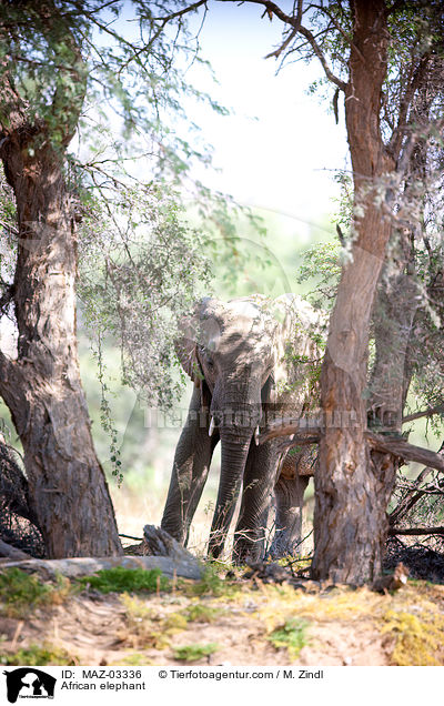 Wstenelefant / African elephant / MAZ-03336