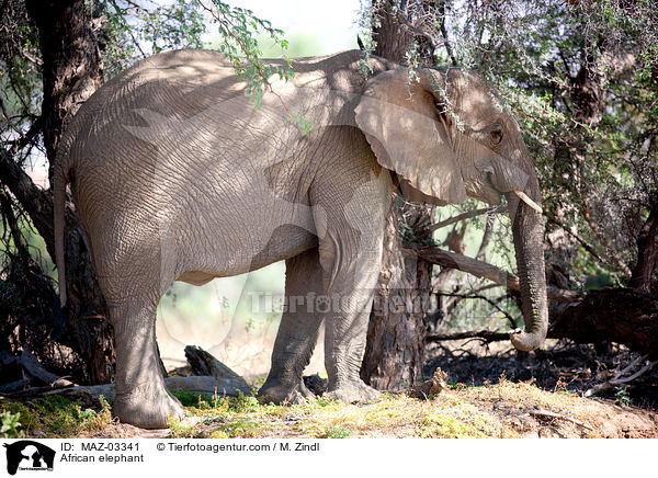 Wstenelefant / African elephant / MAZ-03341