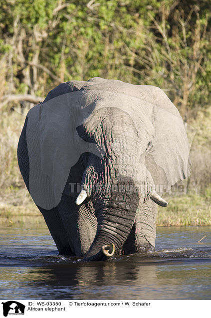 Afrikanischer Elefant / African elephant / WS-03350