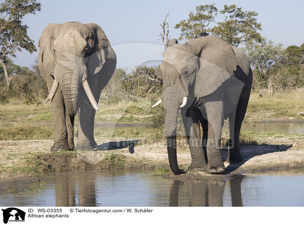 Afrikanische Elefanten / African elephants / WS-03355