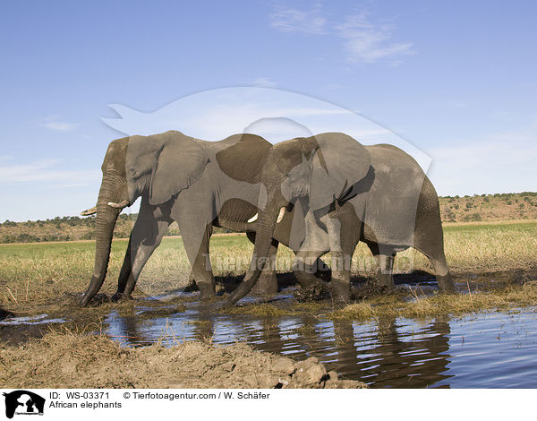 Afrikanische Elefanten / African elephants / WS-03371