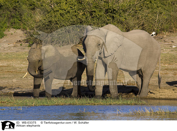 Afrikanische Elefanten / African elephants / WS-03375