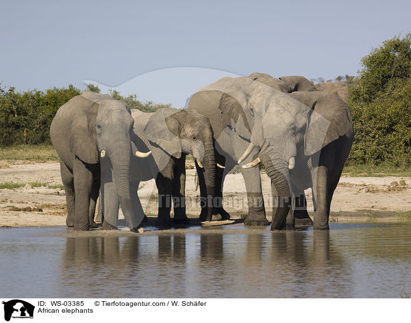 Afrikanische Elefanten / African elephants / WS-03385
