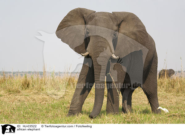 Afrikanischer Elefant / african elephant / HJ-03522