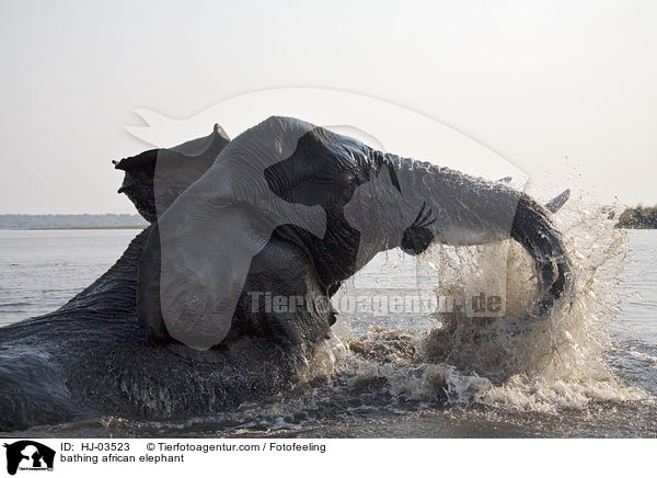 badender frikanischer Elefant / bathing african elephant / HJ-03523