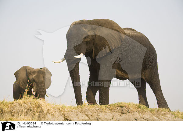 Afrikanische Elefanten / african elephants / HJ-03524