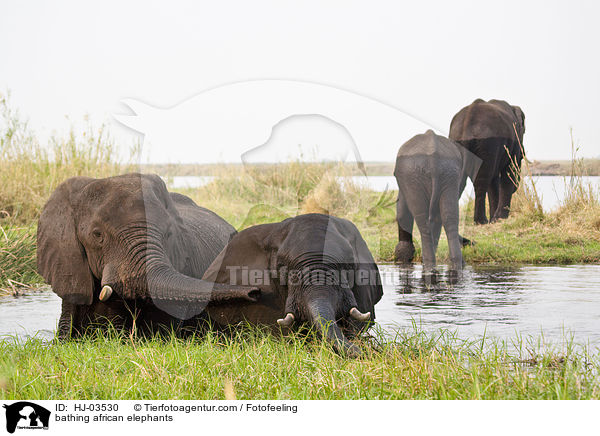 badende Afrikanische Elefanten / bathing african elephants / HJ-03530