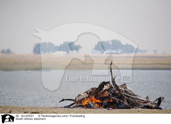 Elefantenkadaver / death african elephant / HJ-03531
