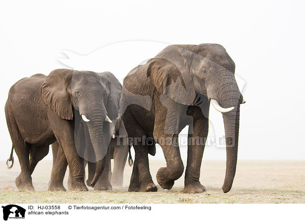 Afrikanische Elefanten / african elephants / HJ-03558