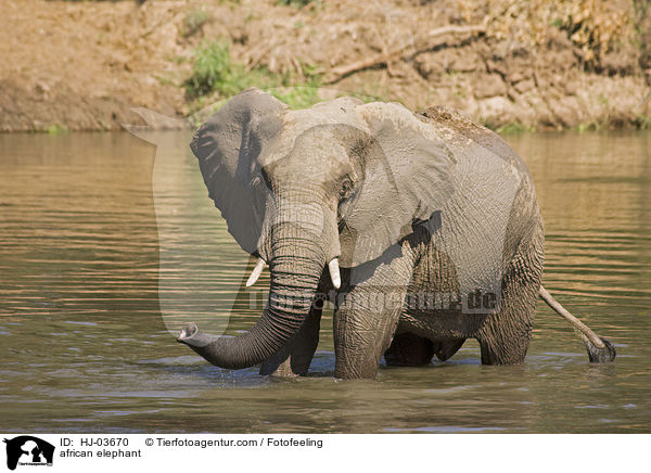 Afrikanischer Elefant / african elephant / HJ-03670