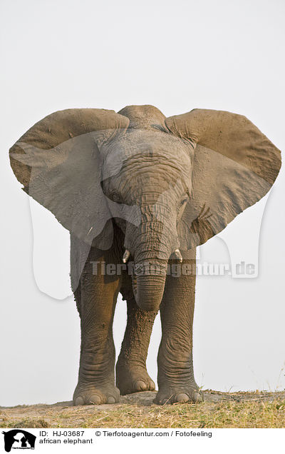 Afrikanischer Elefant / african elephant / HJ-03687