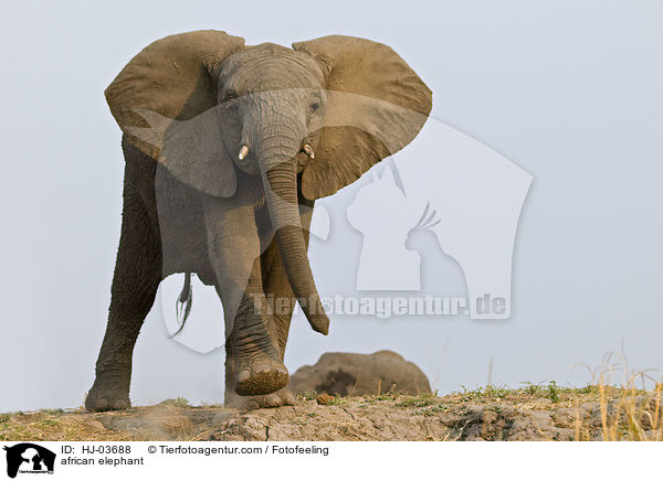 Afrikanischer Elefant / african elephant / HJ-03688