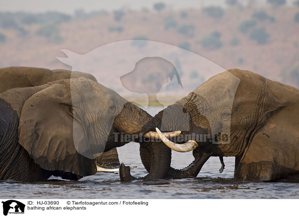 badende Afrikanische Elefanten / bathing african elephants / HJ-03690
