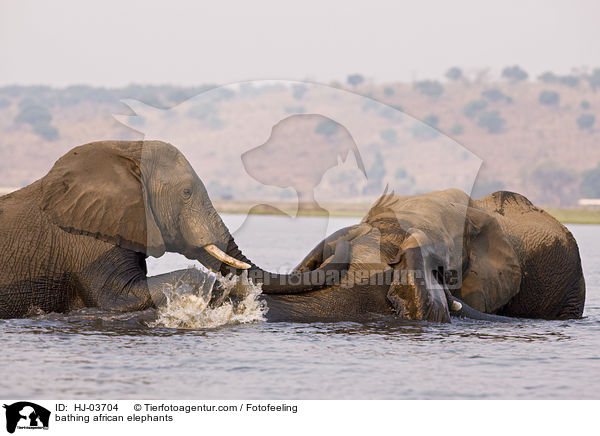 badende Afrikanische Elefanten / bathing african elephants / HJ-03704
