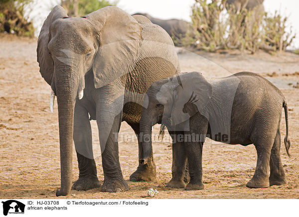Afrikanische Elefanten / african elephants / HJ-03708