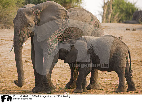 Afrikanische Elefanten / african elephants / HJ-03709