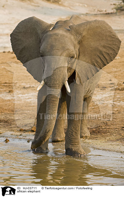 Afrikanischer Elefant / african elephant / HJ-03711