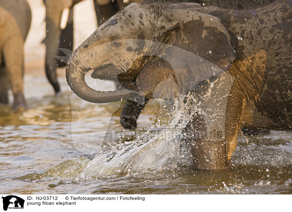 junger Afrikanischer Elefant / young frican elephant / HJ-03712