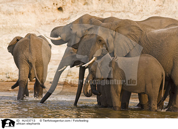 badende Afrikanische Elefanten / african elephants / HJ-03713