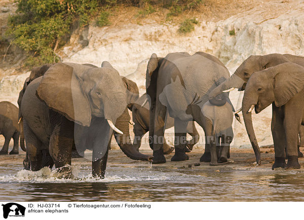 badende Afrikanische Elefanten / african elephants / HJ-03714
