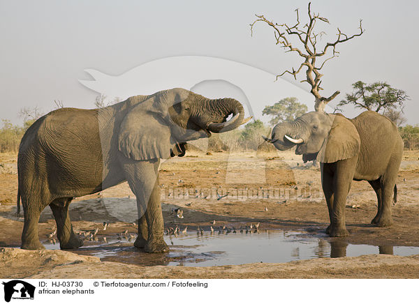 Afrikanische Elefanten / african elephants / HJ-03730