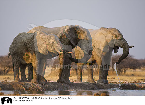 Afrikanische Elefanten / african elephants / HJ-03783