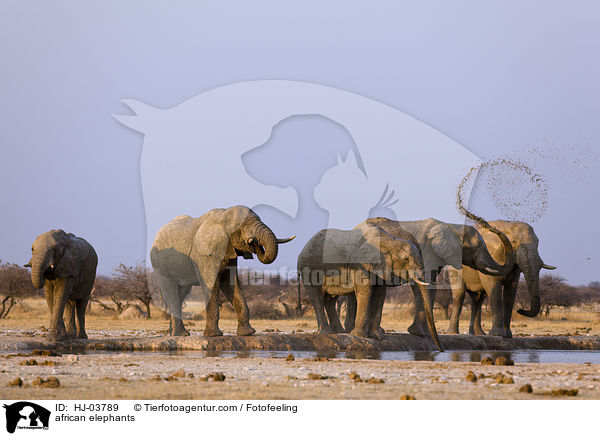 Afrikanische Elefanten / african elephants / HJ-03789