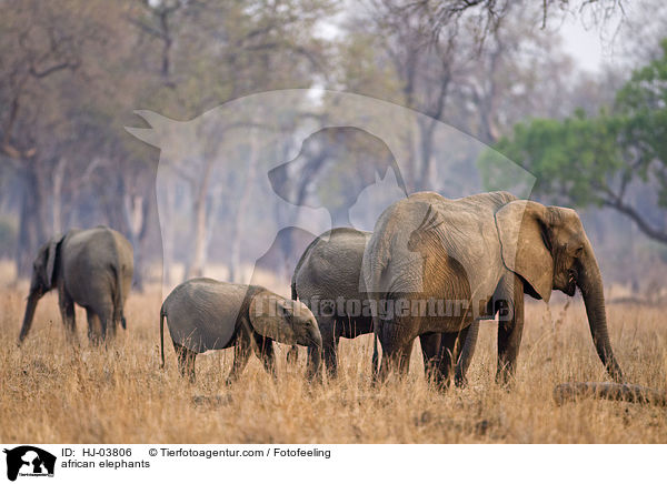 Afrikanische Elefanten / african elephants / HJ-03806