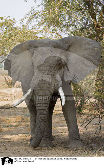 Afrikanischer Elefant / african elephant / HJ-03808