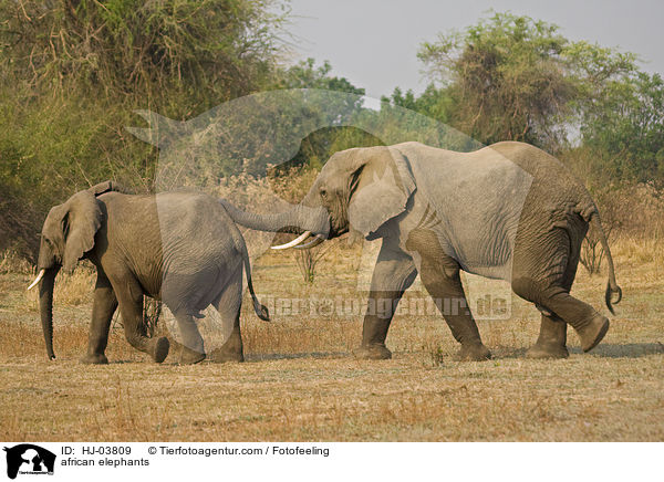 Afrikanische Elefanten / african elephants / HJ-03809