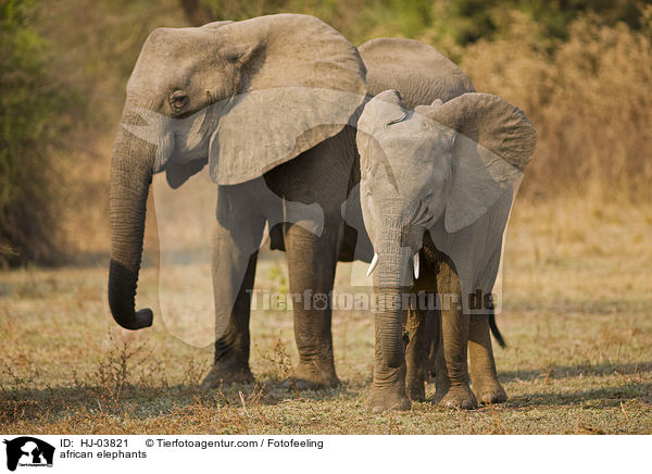 Afrikanische Elefanten / african elephants / HJ-03821