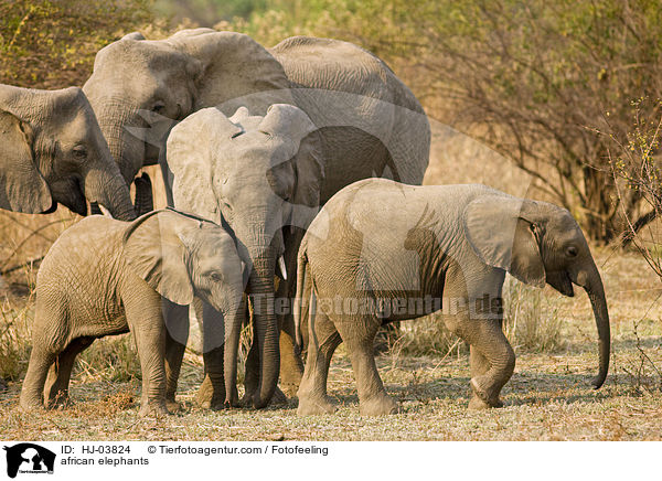 Afrikanische Elefanten / african elephants / HJ-03824