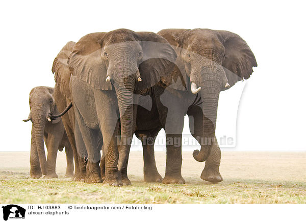 Afrikanische Elefanten / african elephants / HJ-03883