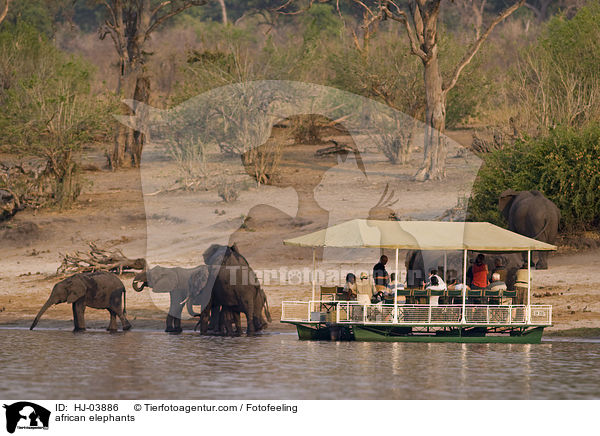 Afrikanische Elefanten / african elephants / HJ-03886