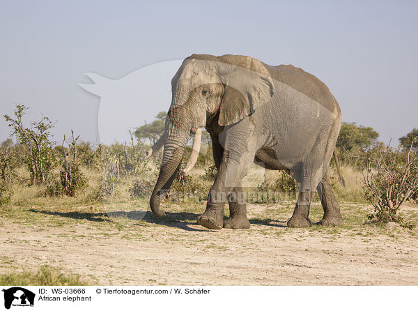 Afrikanischer Elefant / African elephant / WS-03666
