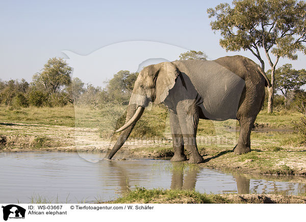 Afrikanischer Elefant / African elephant / WS-03667