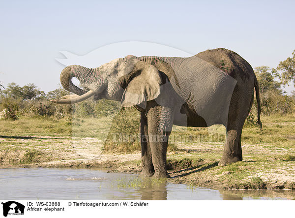 Afrikanischer Elefant / African elephant / WS-03668
