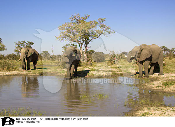 Afrikanische Elefanten / African elephants / WS-03669