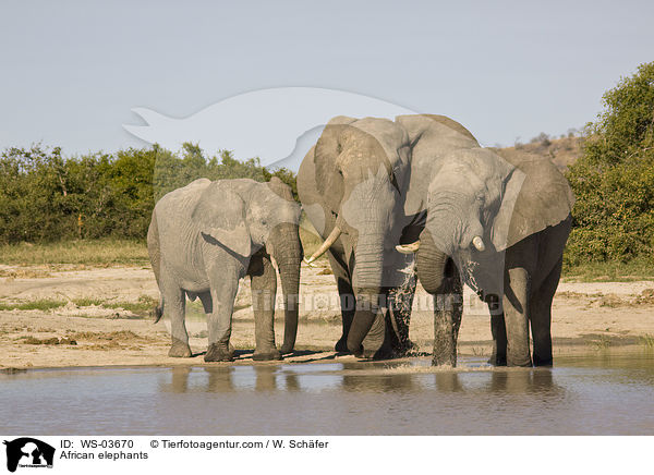 Afrikanische Elefanten / African elephants / WS-03670