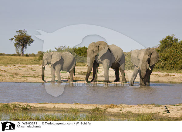Afrikanische Elefanten / African elephants / WS-03671