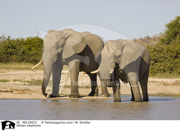 Afrikanische Elefanten / African elephants / WS-03672