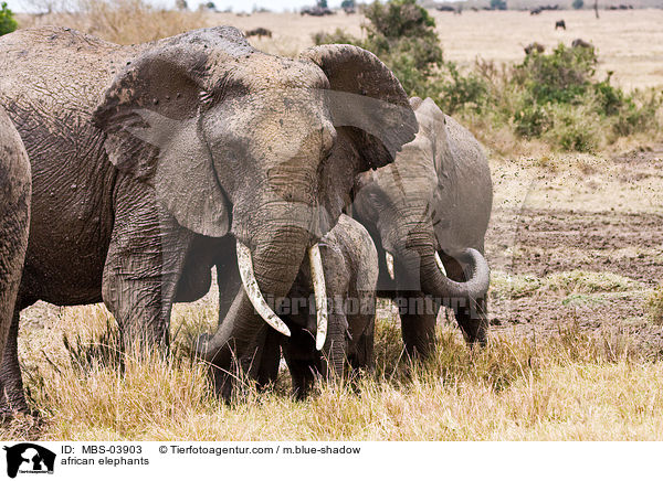 afrikanische Elefanten / african elephants / MBS-03903