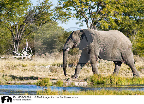 Afrikanischer Elefant / African elephant / MBS-06380