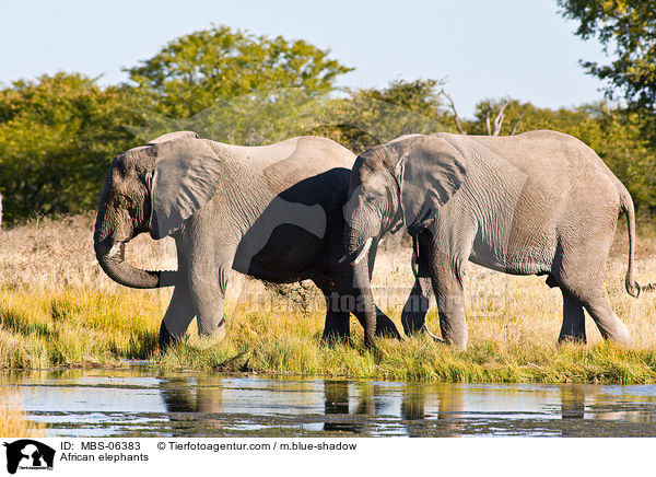 Afrikanische Elefanten / African elephants / MBS-06383