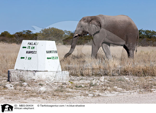 Afrikanischer Elefant / African elephant / MBS-06404