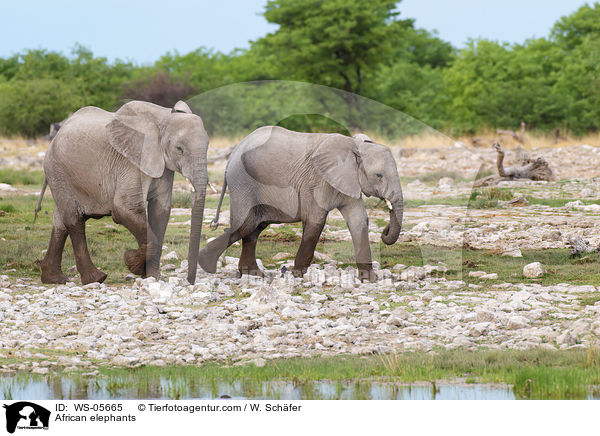 Afrikanische Elefanten / African elephants / WS-05665