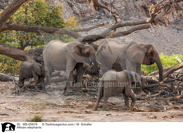 Afrikanische Elefanten / African elephants / WS-05676