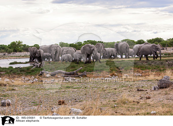 Afrikanische Elefanten / African elephants / WS-05681