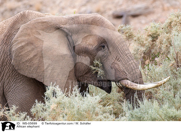 Afrikanischer Elefant / African elephant / WS-05699